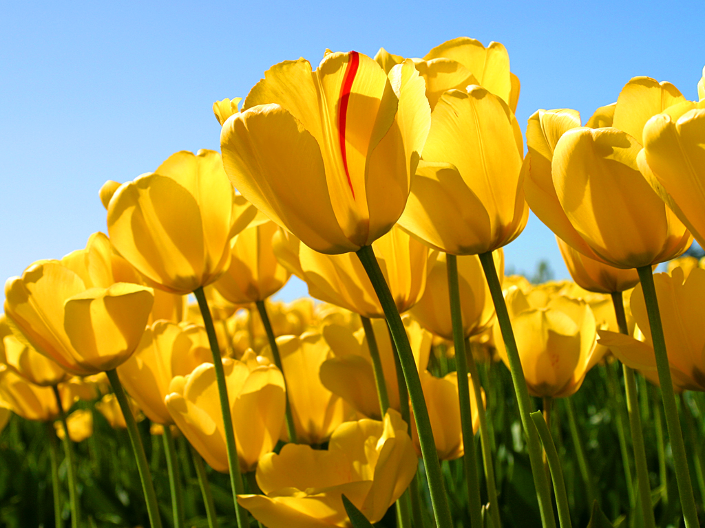 TULIPANES
