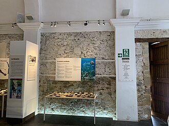 Primer vídeo del Museo Paleontológico de Alpuente (Valencia)