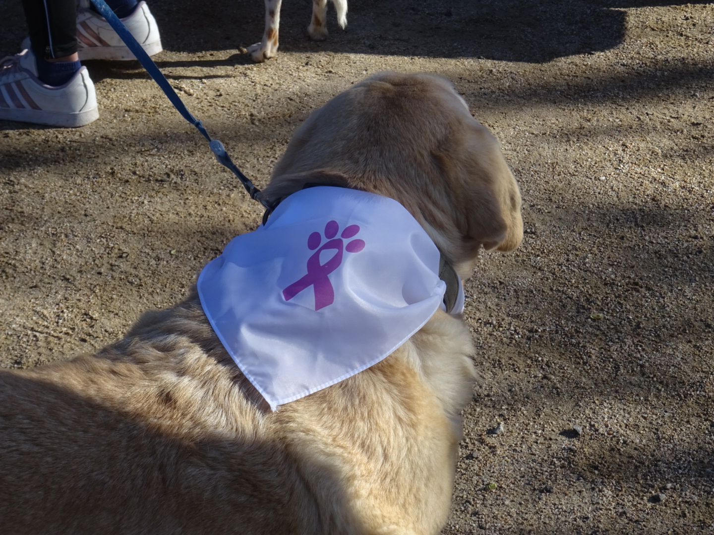 4º Día de la Patita Rosa: Jornada de prevención y concienciación del cáncer mamario en la perra y en la gata​