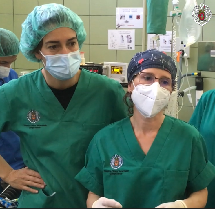 En el Hospital Clínico Veterinario Complutense (HCVC) recientemente se ha llevado a cabo con éxito, por primera vez en España, una cardioversión eléctrica interna (intracardiaca; CVI) en un caballo que presentaba fibrilación auricular. - 2
