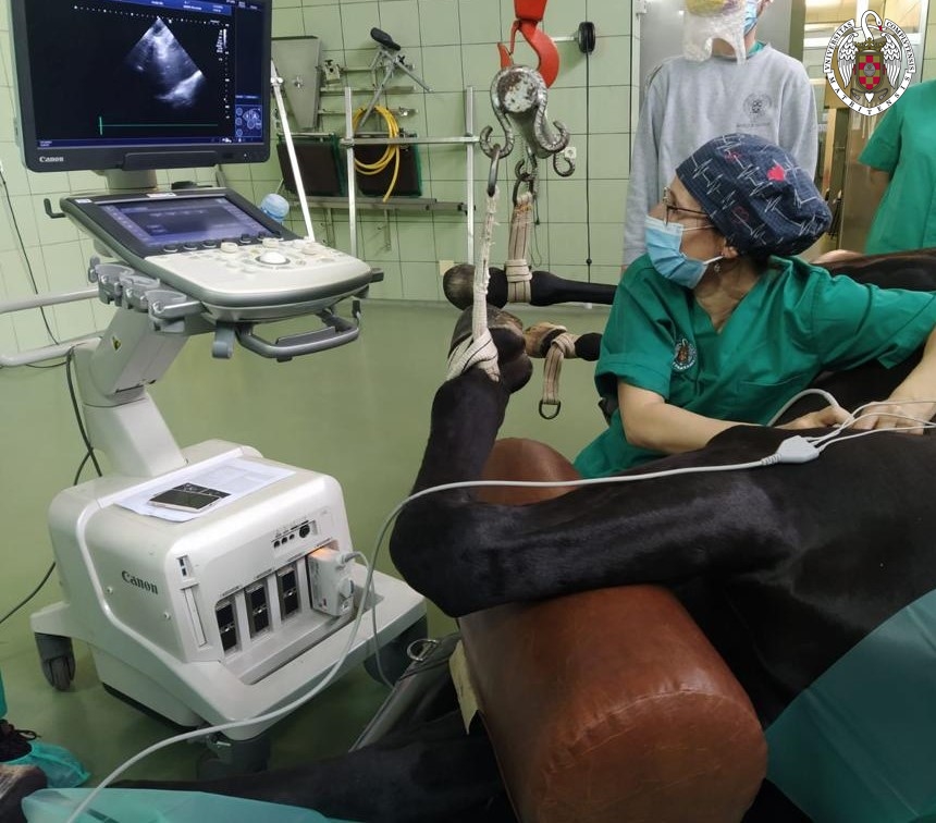 En el Hospital Clínico Veterinario Complutense (HCVC) recientemente se ha llevado a cabo con éxito, por primera vez en España, una cardioversión eléctrica interna (intracardiaca; CVI) en un caballo que presentaba fibrilación auricular. - 1