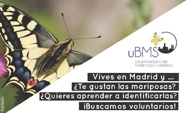 Observatorio Ciudadano de Mariposas Urbanas