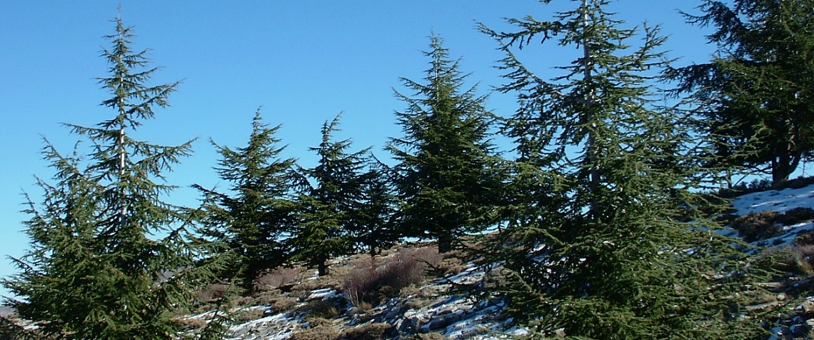 Genes de sensibilidad a la sequía del cedro del atlas abren la esperanza a su conservación