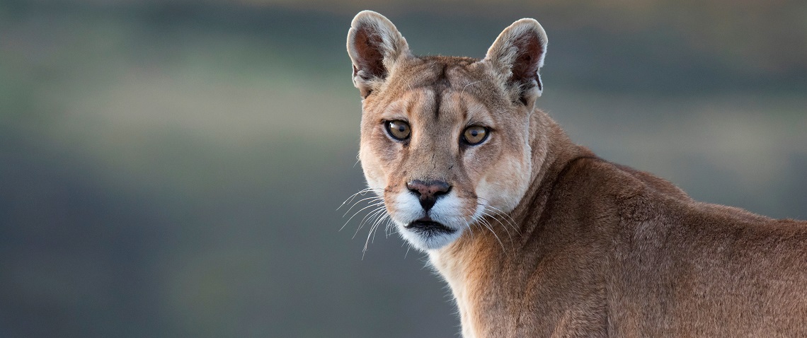 La contaminación lumínica nocturna condiciona la selección de hábitat de los pumas