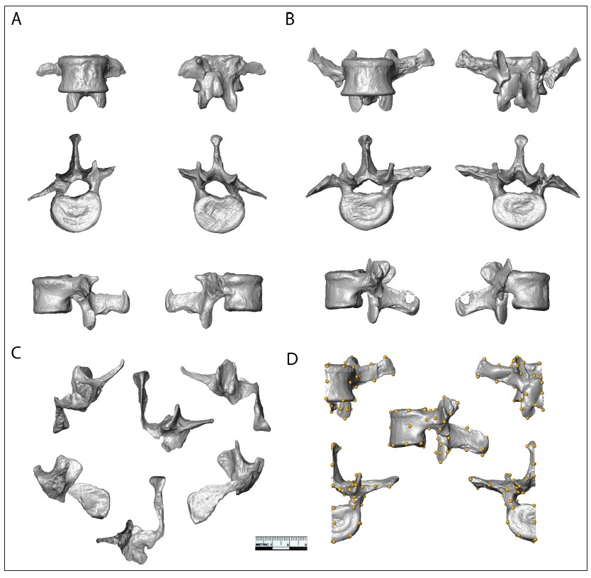 Publicaciones - New fossils of Australopithecus sediba reveal a nearly complete lower back