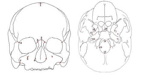 Publicaciones - Testing different 3D techniques using geometric morphometrics for cranial fluctuating asymmetry