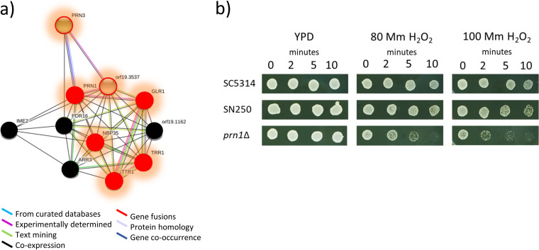 Nuevo artículo: Extending the Proteomic Characterization of Candida albicans Exposed to Stress and Apoptotic Inducers through Data-Independent Acquisition Mass Spectrometry 