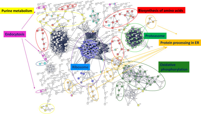 Nuevo artículo: Candida albicans Hyphal Extracellular Vesicles Are Different from Yeast Ones, Carrying an Active Proteasome Complex and Showing a Different Role in Host Immune Response 