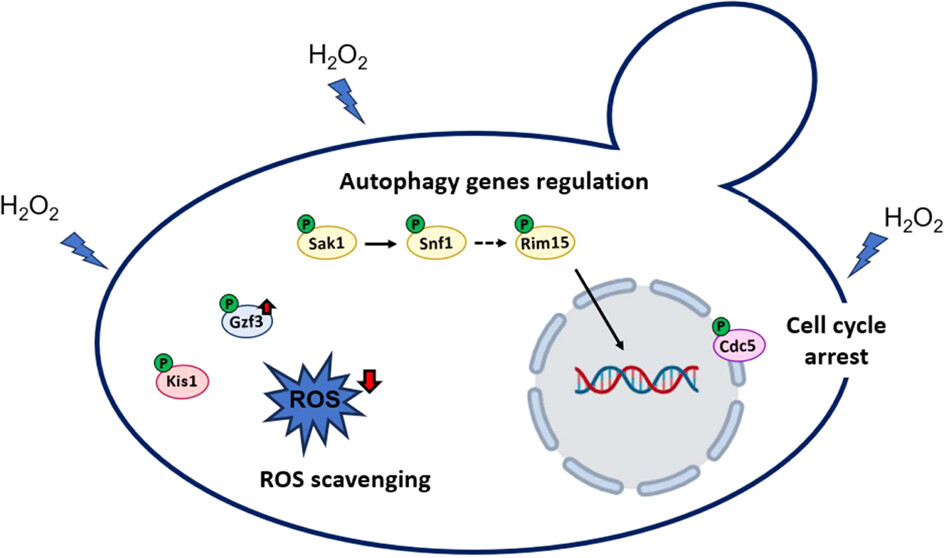 Nuevo artículo: Integrative Phosphoproteomic and Proteomic Analysis of Candida albicans Exposed to Oxidative Stress 