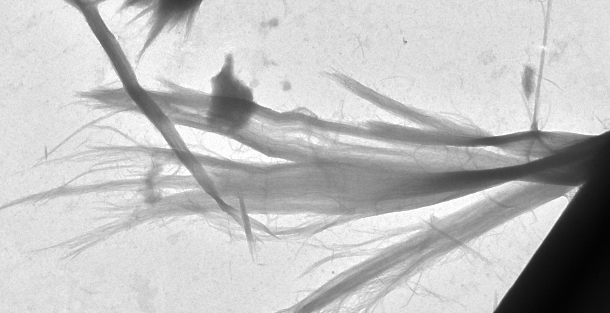 Puesta en marcha del portal de Nanocelulosas España dentro del Proyecto VALORCON-NC (PDC2021-120964)