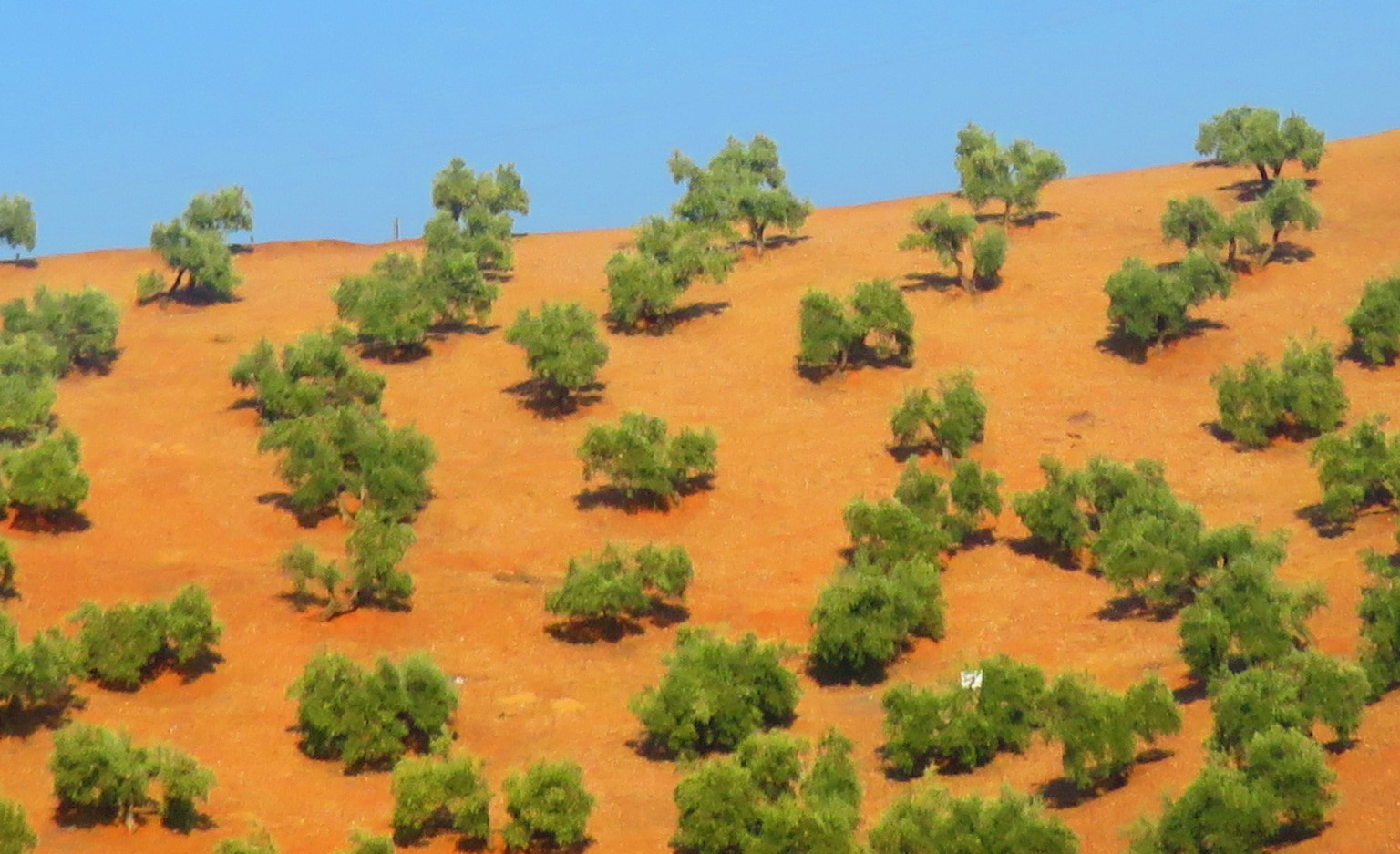 DÍA INTERNACIONAL DE LA CONSERVACIÓN DEL SUELO (7 de julio del 2023)