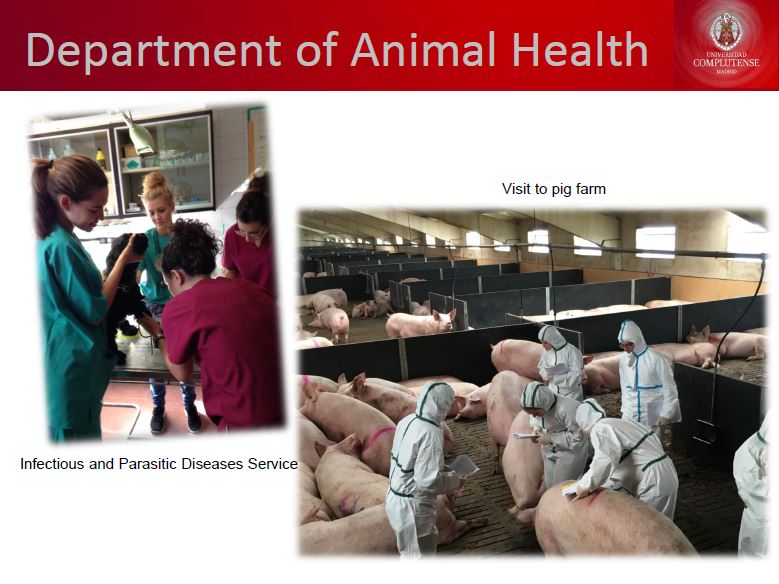 El Departamento de Sanidad Animal da la bienvenida al panel de expertos de la EAEVE