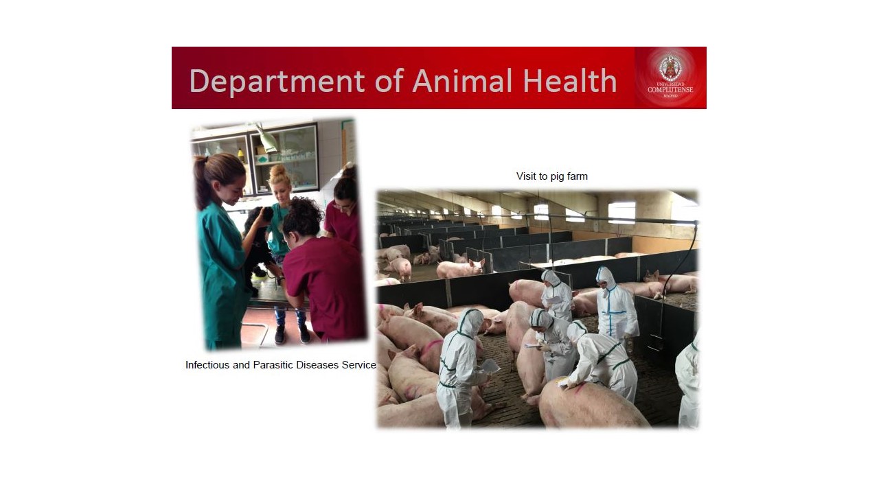 El Departamento de Sanidad Animal da la bienvenida al panel de expertos de la EAEVE