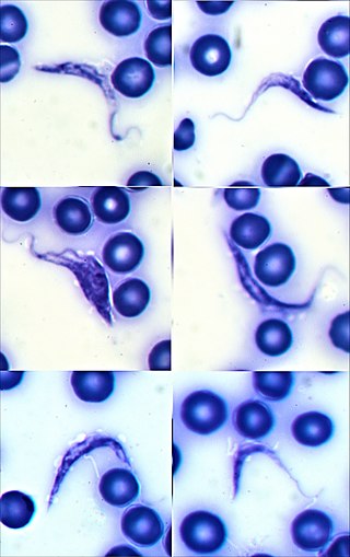 Un grupo de moléculas peptídicas naturales con potencial para luchar frente a la leishmaniosis y a la enfermedad de Chagas