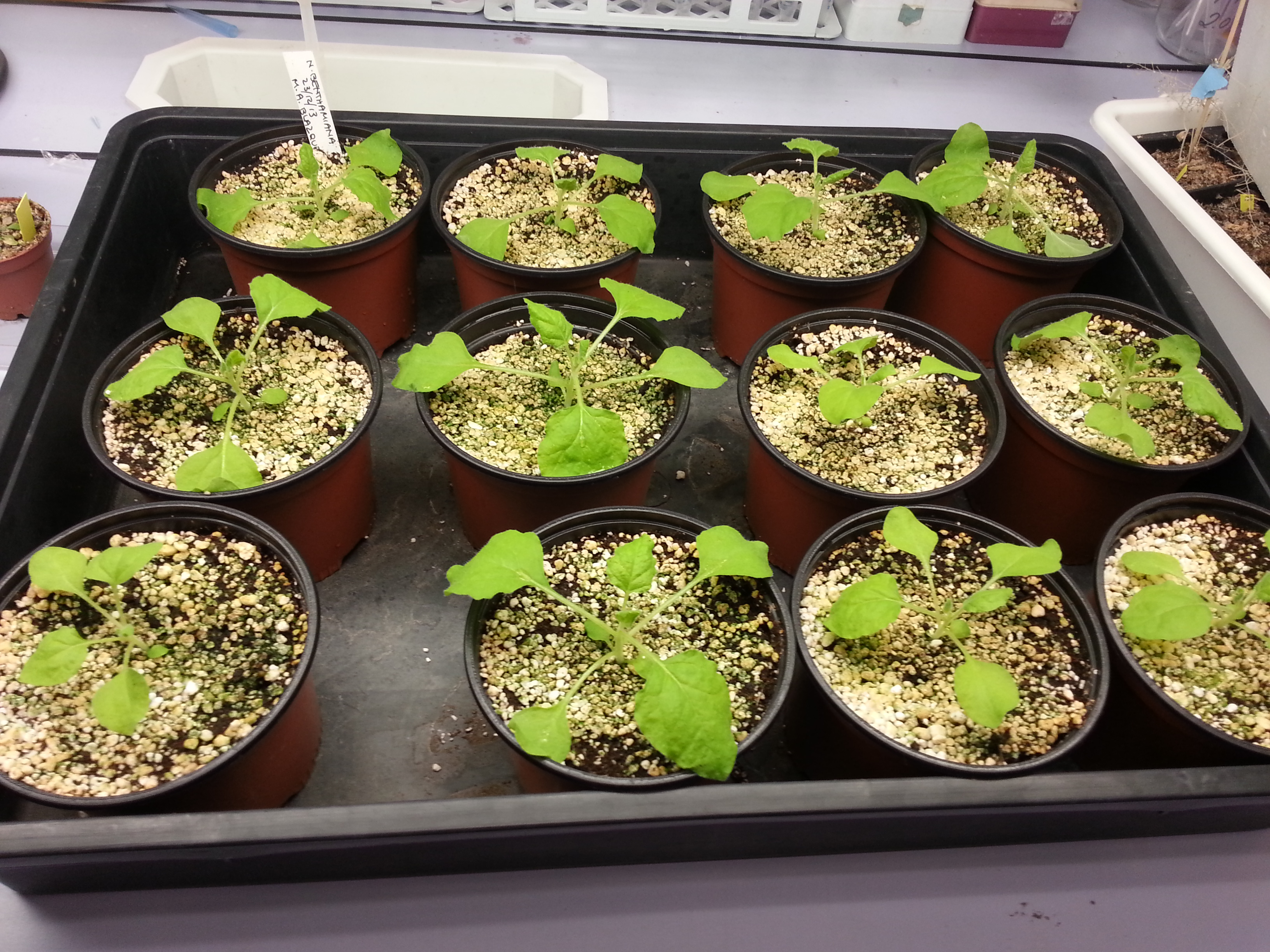 Los betalactámicos también influyen en las plantas