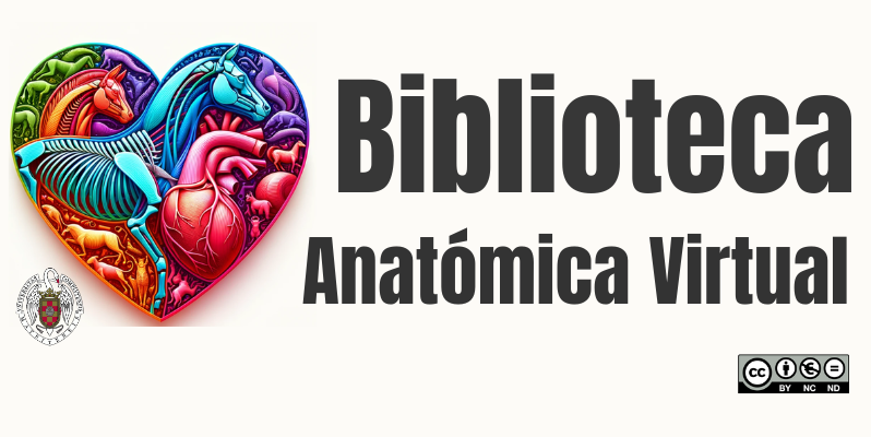 Accede a la Biblioteca Anatómica Virtual
