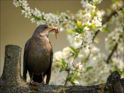 New paper on telomeres in Black Birds