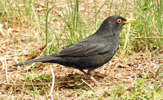 High impact of our Black bird telomere paper in Biology Letters