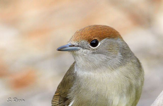Global warming will change parasite impacts on wildlife