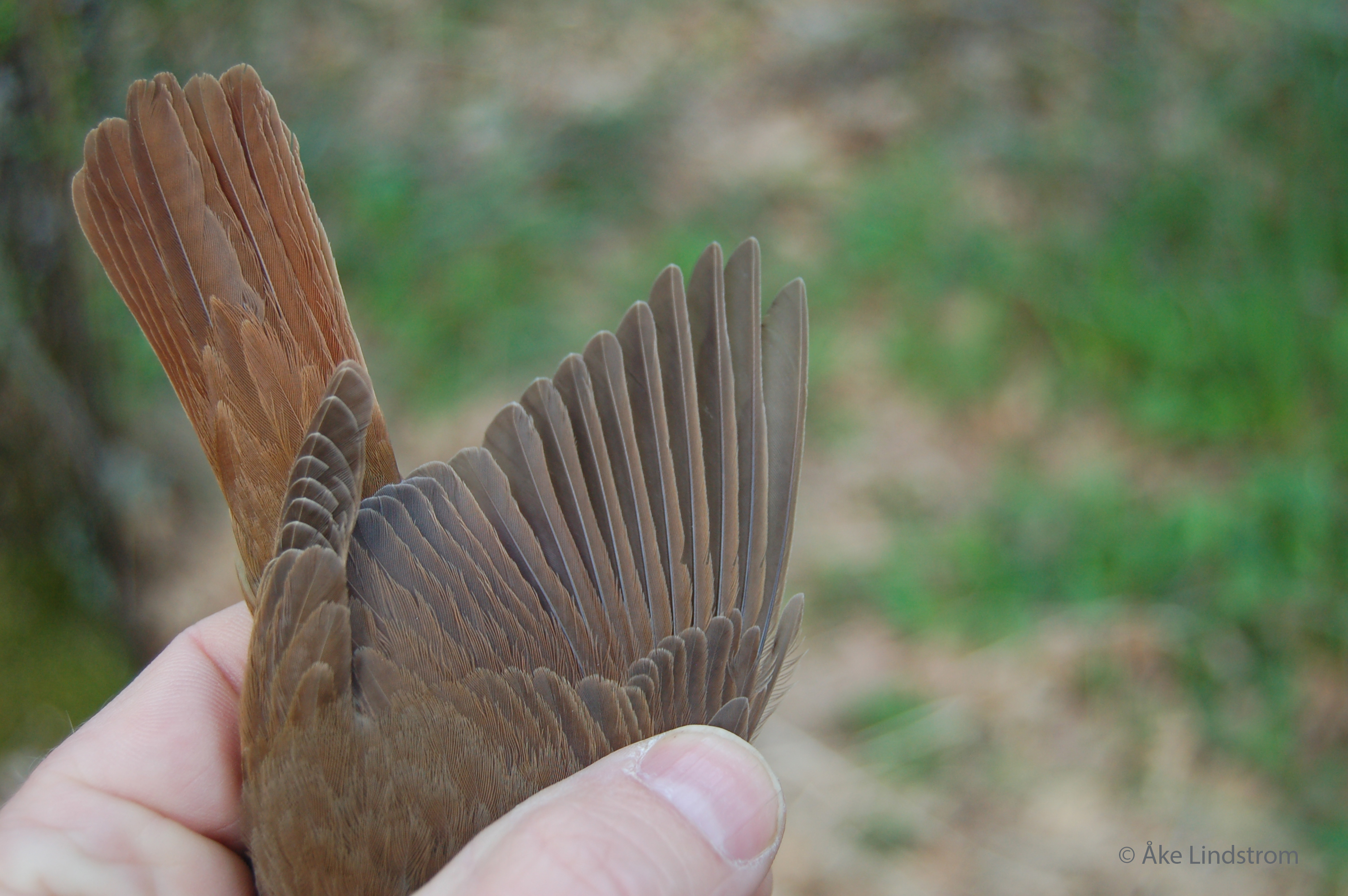 Climate change may be clipping the wings of nightingales