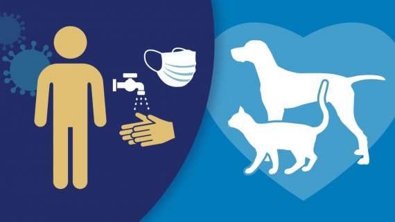 Más del 95% de mascotas positivas a Covid-19 han sido contagiadas por sus propietarios o cuidadores positivos al virus