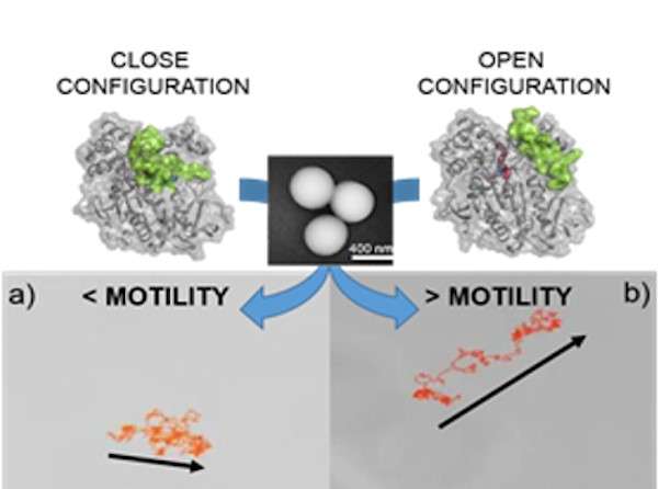 El control de la velocidad de los motores enzimáticos acerca el uso de nanorobots a su empleo en la biomedicina