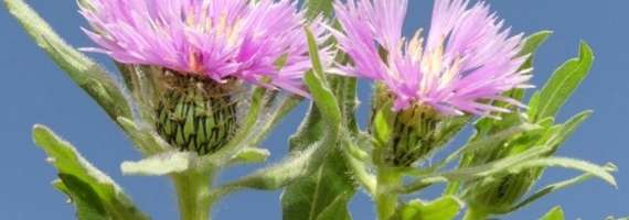 La UCM lleva a cabo un proyecto de biodiversidad en Madrid