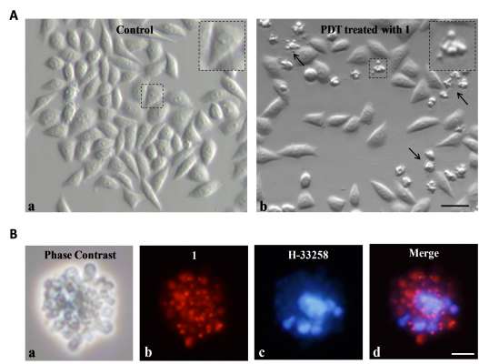 ROS photosensitizers for PDT and photo-theragnosis