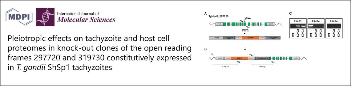 New publication in International Journal of Molecular Sciences - 1