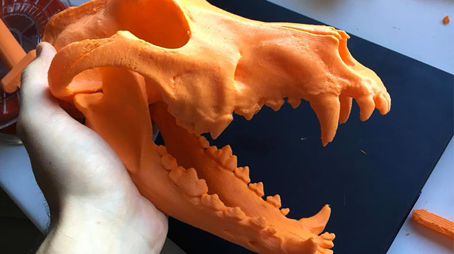 Craneo 3D
