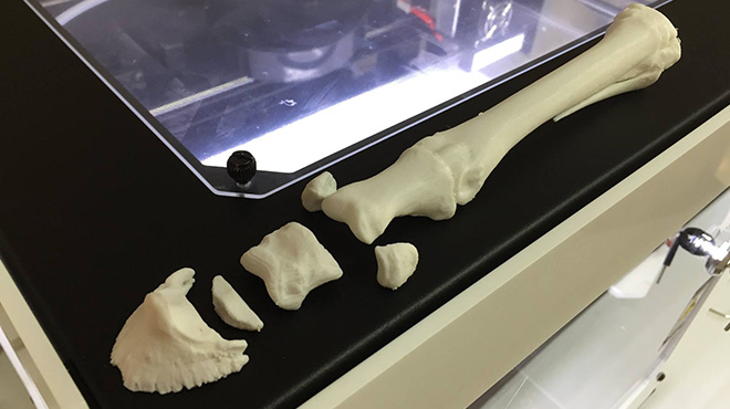 Cadena huesos 3d