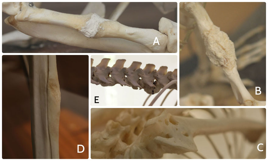 figura 2