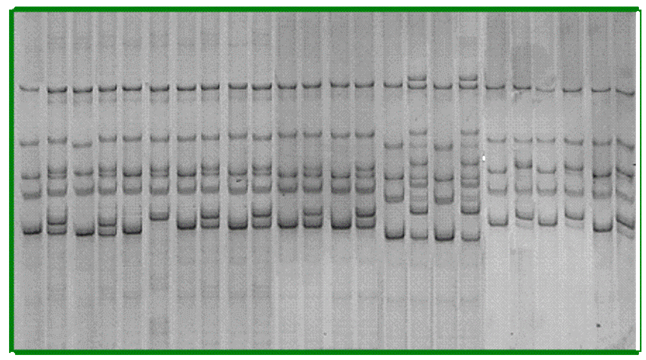 Imagen de un gen de poliacrilamida
