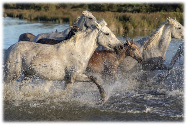 Caballos por la marisma