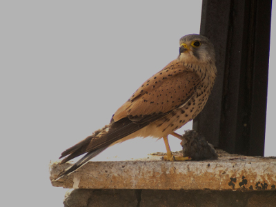 Macho con gorrión cazado