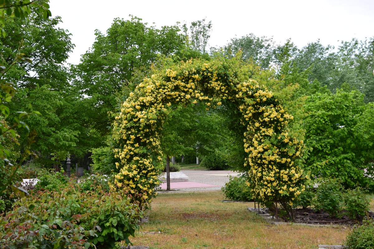 Arco de rosas Rosaleda