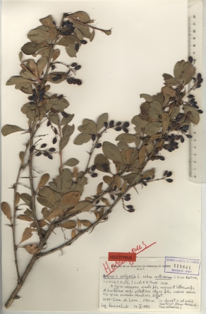 002 berberis vulgaris subsp. cantabrica maf11641