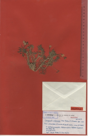 003a campanula urbionensis maf130319