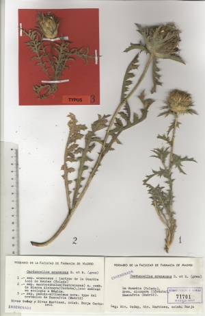 004 carduncellus araneosus subsp. maf71701