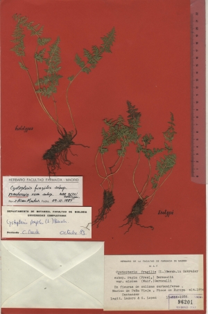 005 cystopteris fragilis subsp. pseudoregia maf96201
