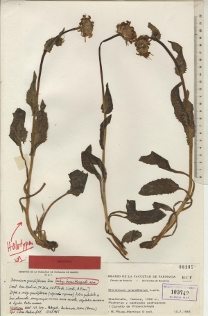 006 doronicum grandiflorum subsp. braunblanquetii maf103749