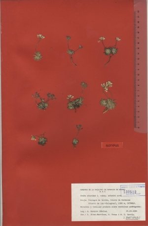007b draba aizoides subsp. estevei maf130512