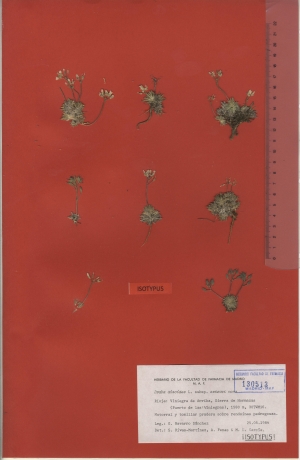 007c draba aizoides subsp. estevei maf130513