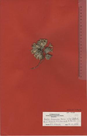 008a draba hispanica subsp. laderoi maf94413