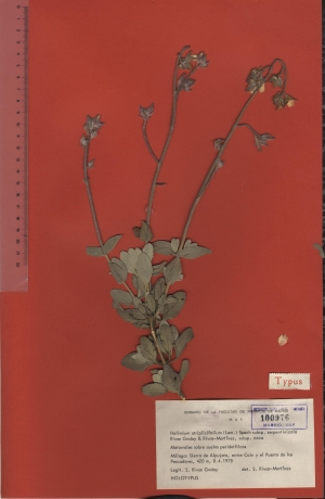 011 halimium atriplicifolium subsp. serpentinicola maf100976