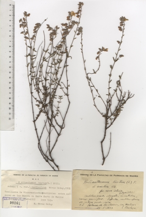 012 helianthemum hirtum subsp. baethuricum maf98161