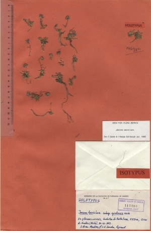 016 jasione laevis subsp. gredensis maf117700