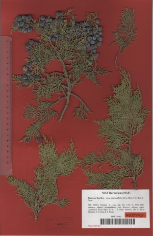 017a juniperus thurifera subsp. orocantabrica maf168602