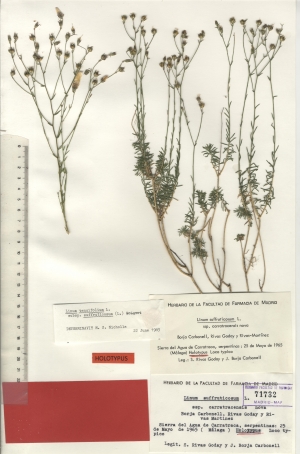 018 linum suffruticosum subsp. carratracensis maf71732
