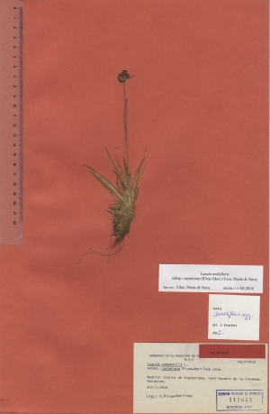 019a luzula campestris subsp. carpetana maf111643